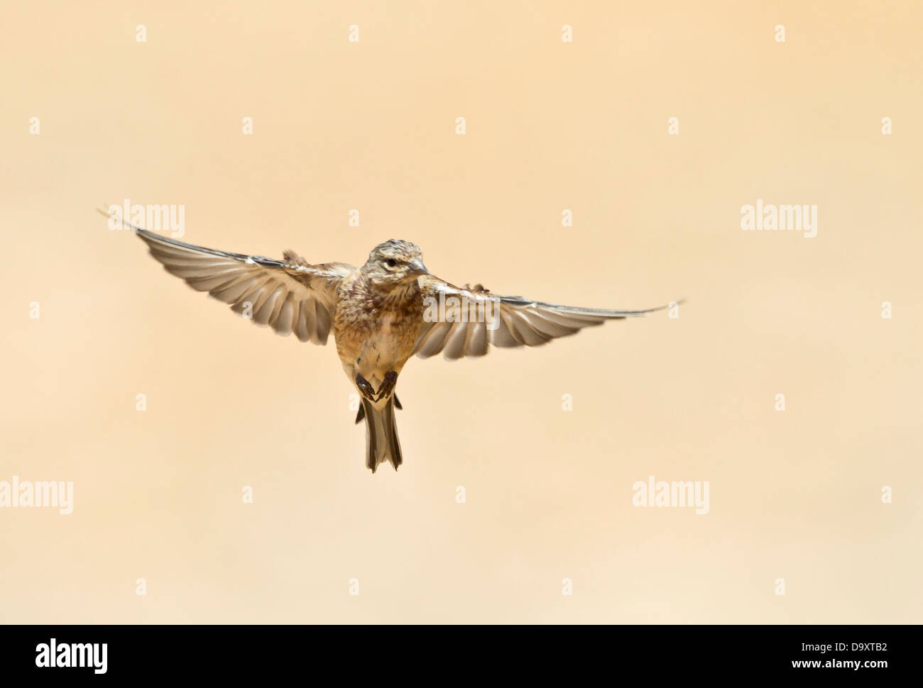 Linnet Carduelis cannabina in flight Stock Photo