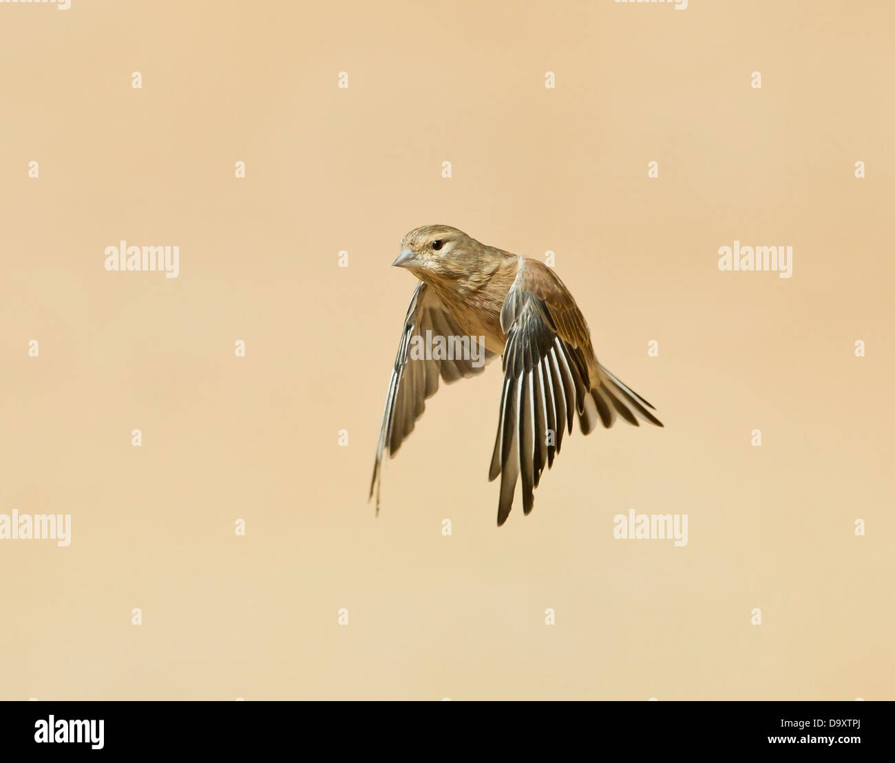 Linnet Carduelis cannabina in flight Stock Photo