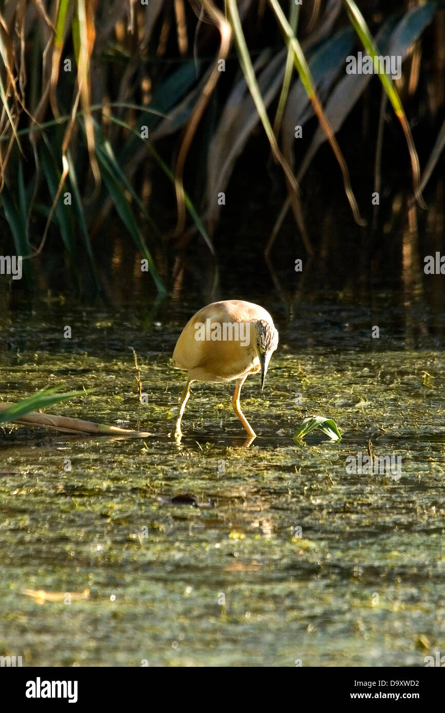 Bulgaria Vaya lake Burgas June 28 2013: Squacco Heron watches for prey ...