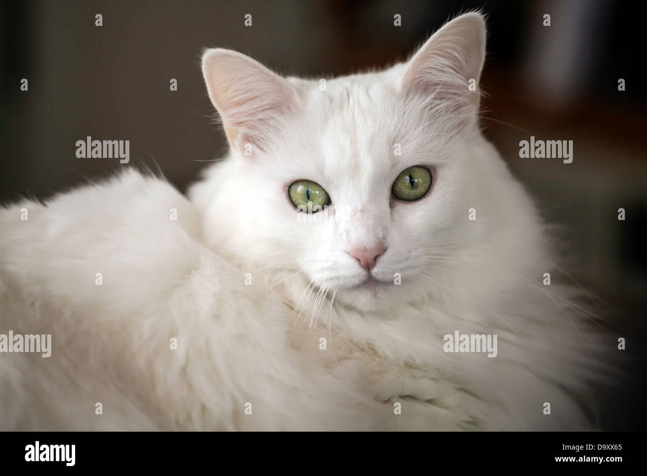 Long-haired domestic white cat. Stock Photo