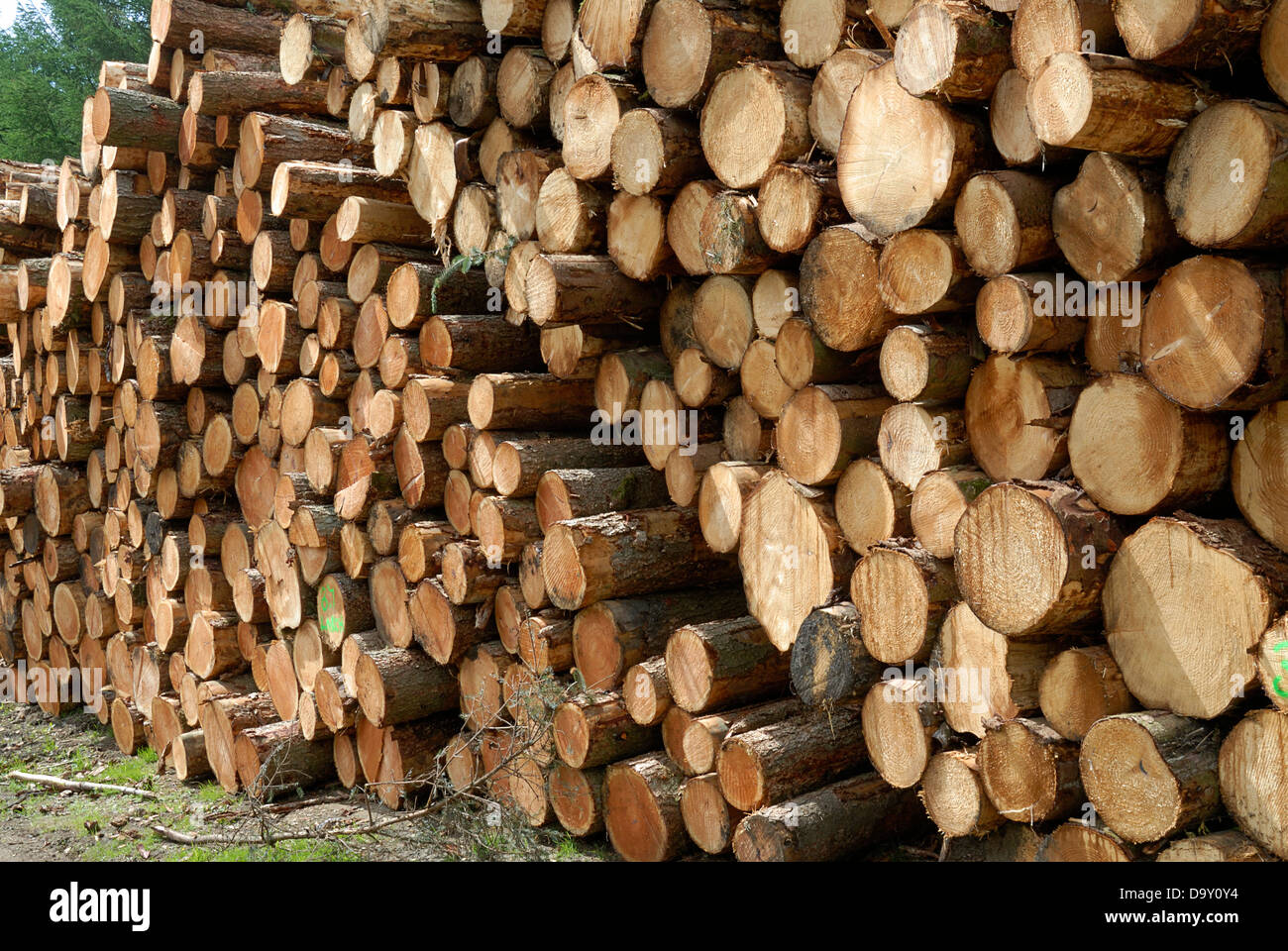 Timber production Scotland Stock Photo