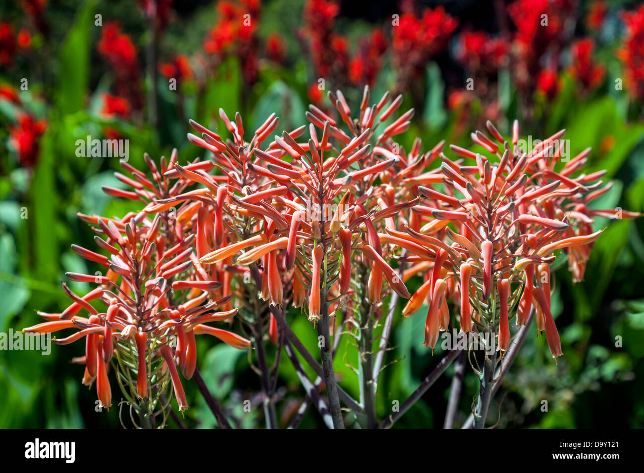 Soap Aloe (Aloe maculata), an orange succulent flowering plant native