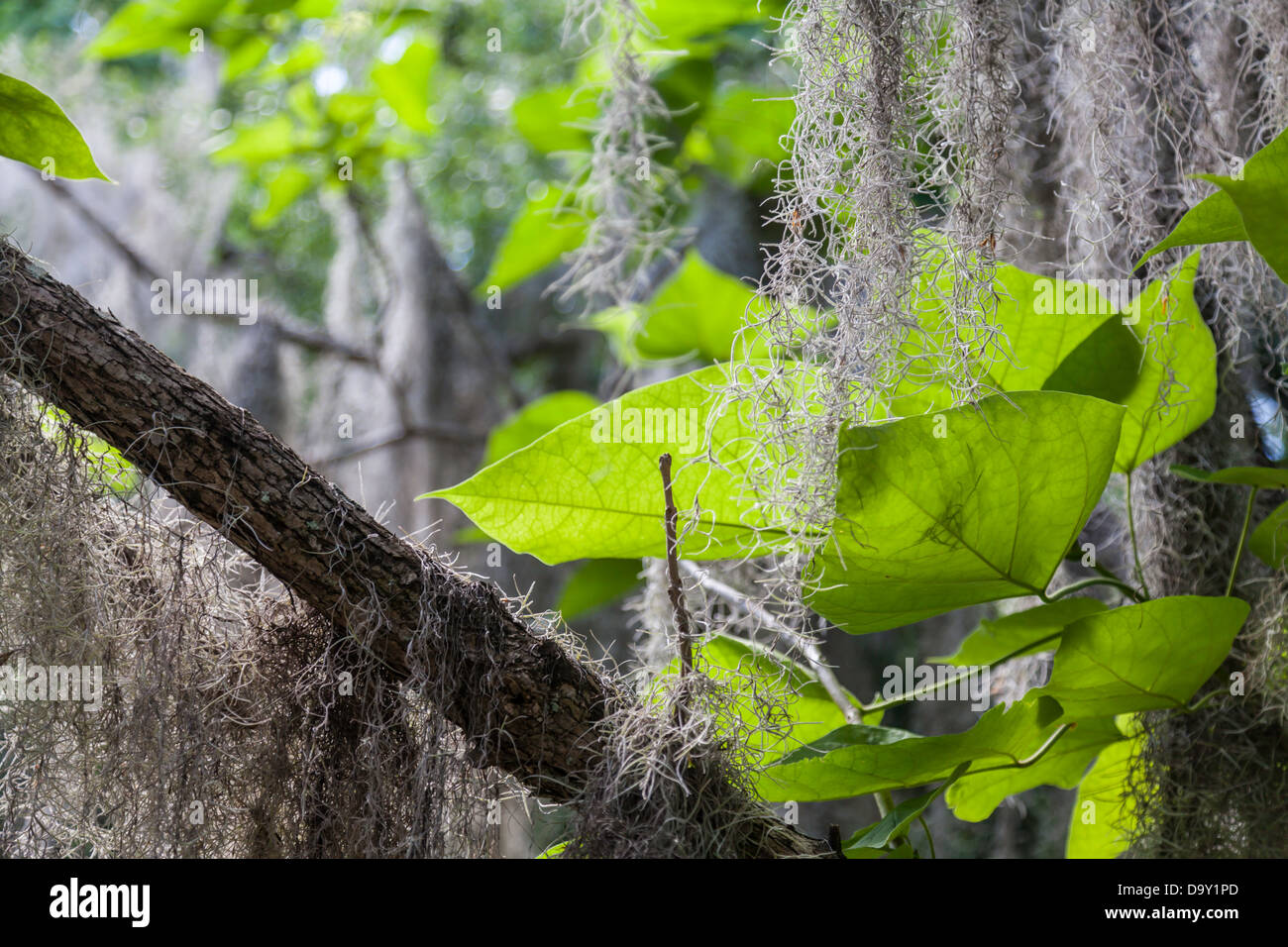Spanish moss (Tillandsia usneoides), flowering plant observed in