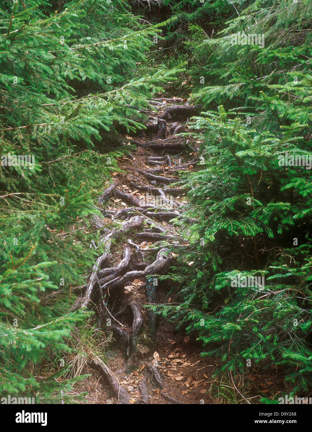 Roots of the firtrees Stock Photo Alamy