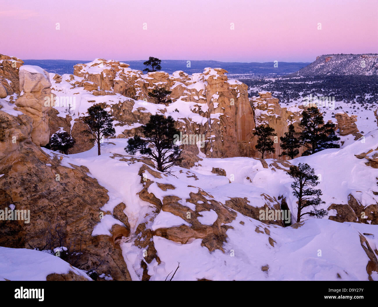 Ponderosa Pines on the top of Inscripton Rock, dusk at El Morro