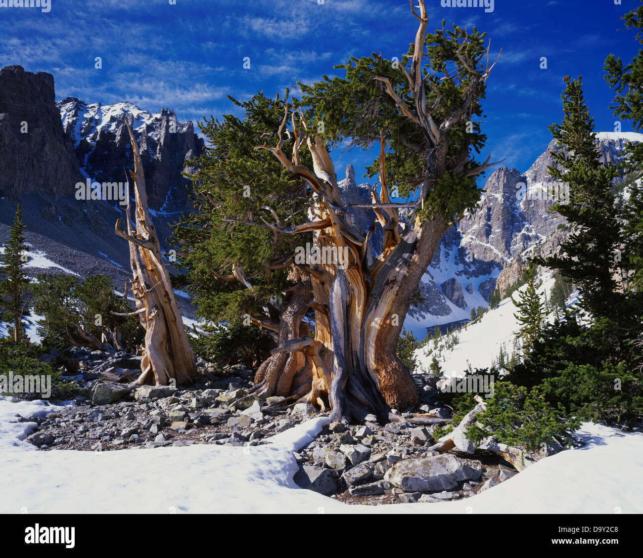 Ancient Bristlecone Pine, Pinus aristata, below Wheeler Peak, Great Basin National Park, Nevada. Stock Photo