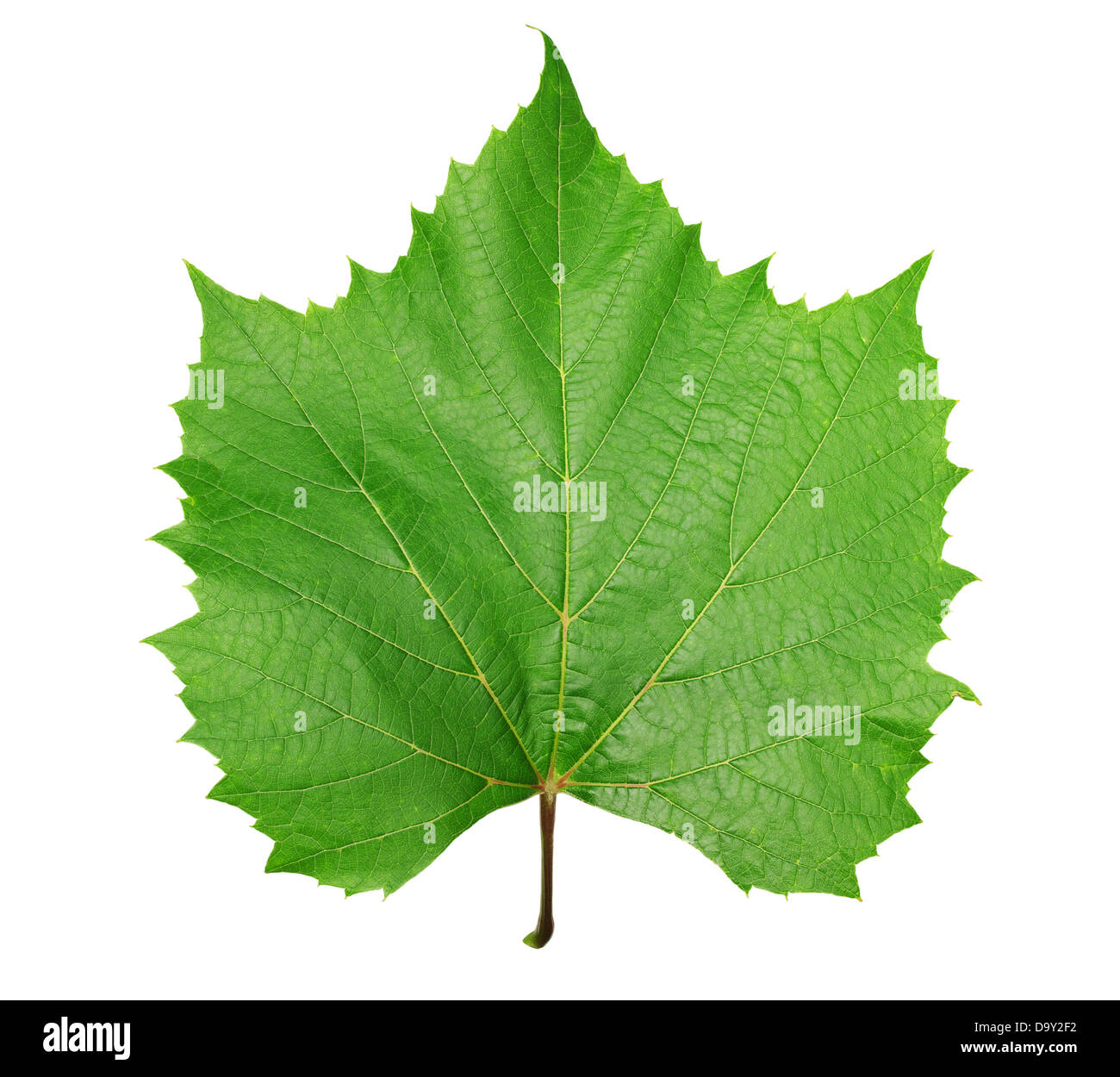 Vine leaf shape hi-res stock photography and images - Alamy