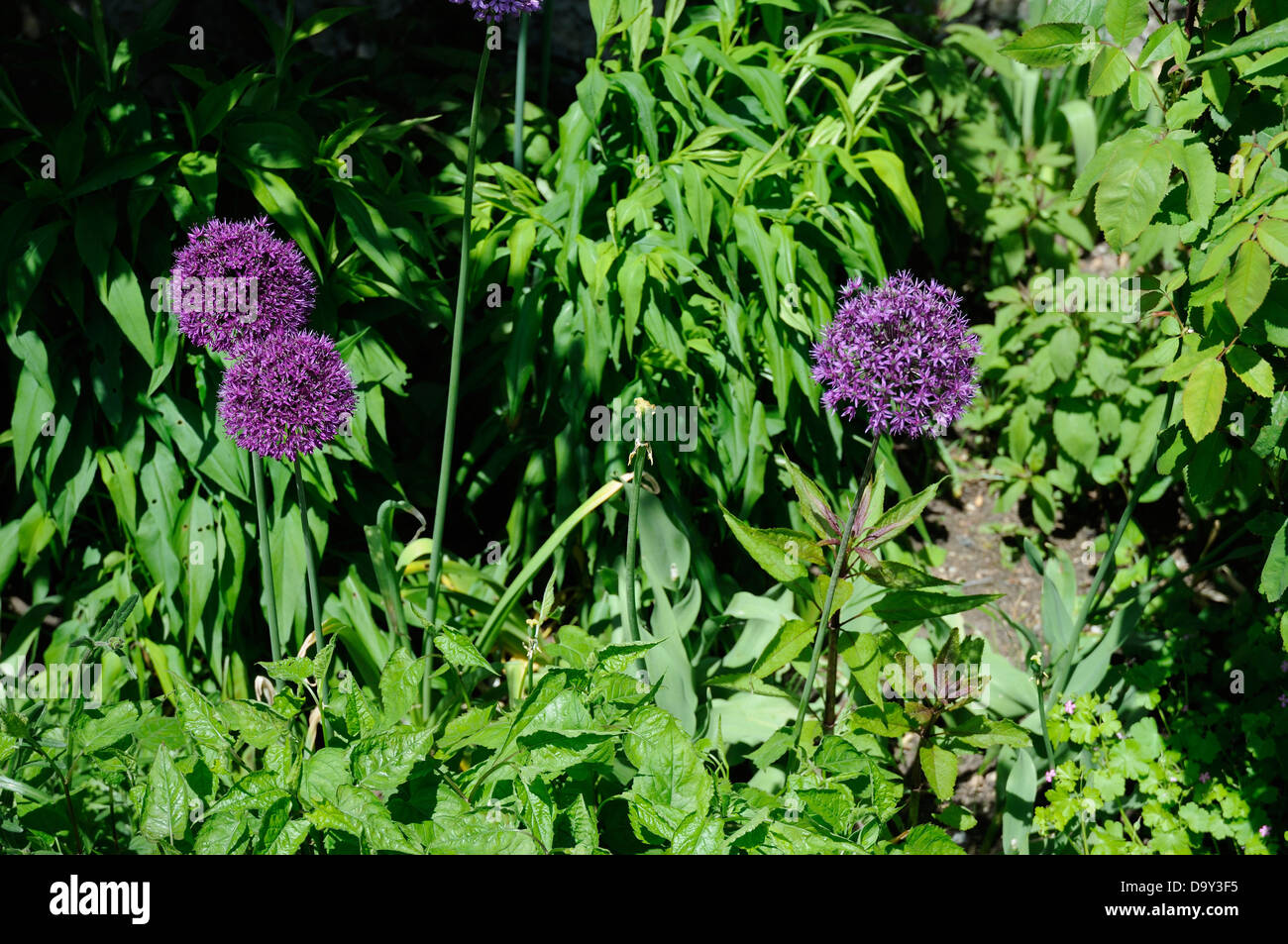 Allium Flowers Stock Photo