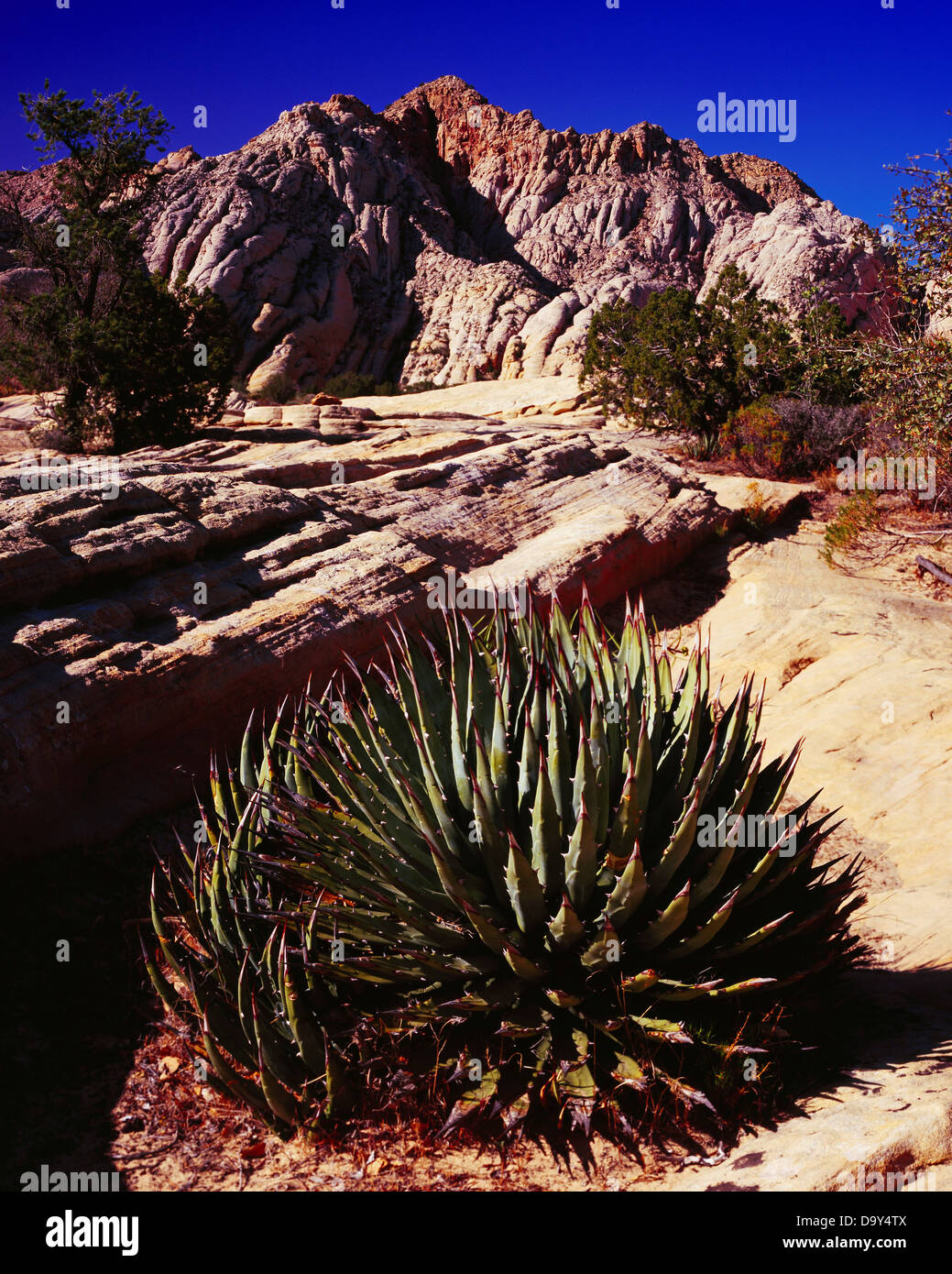 Utah Agave, Agave utahensis, Snow Canyon State Park, Utah Stock Photo 