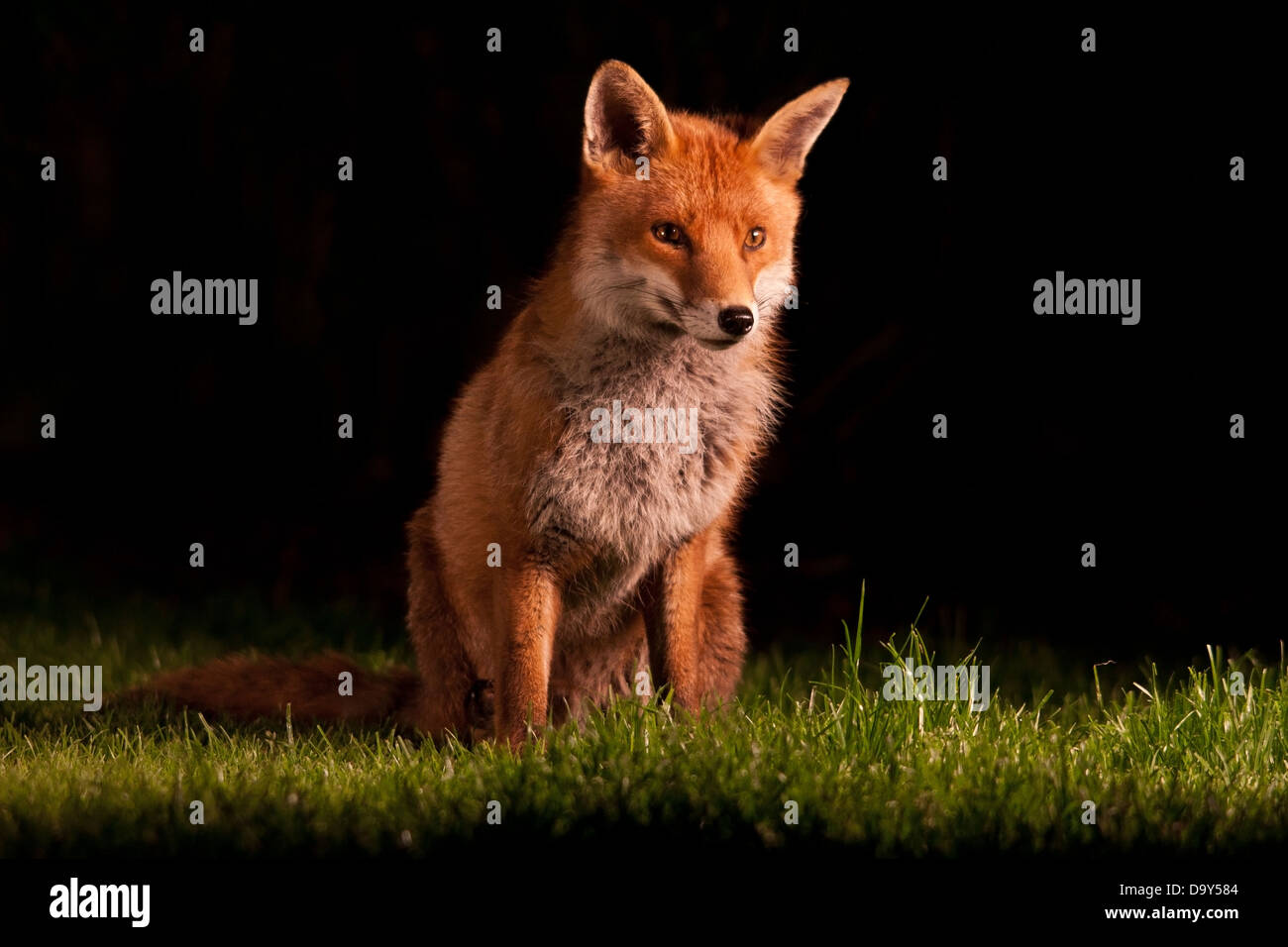 red fox sitting Stock Photo