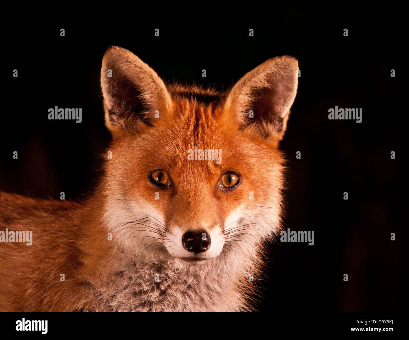 red fox up close Stock Photo