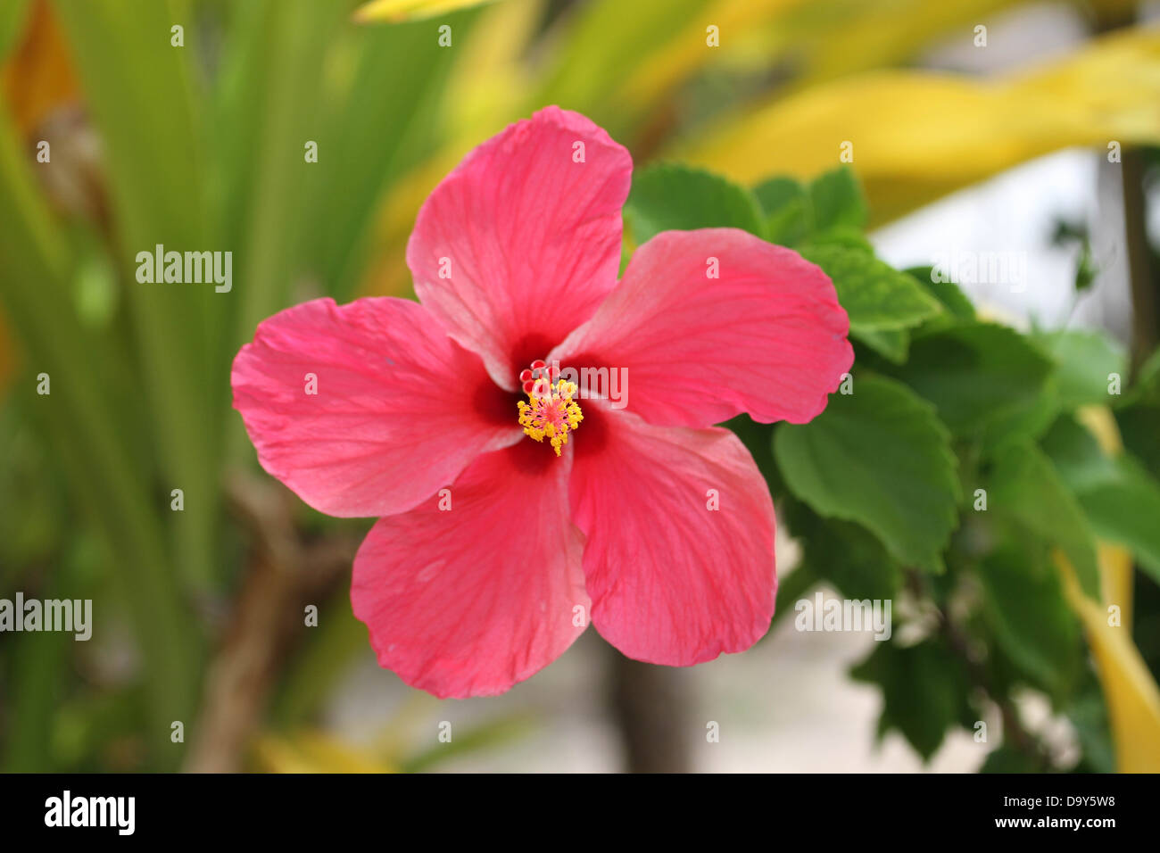 Hibiscus pink bush hires stock photography and images Alamy