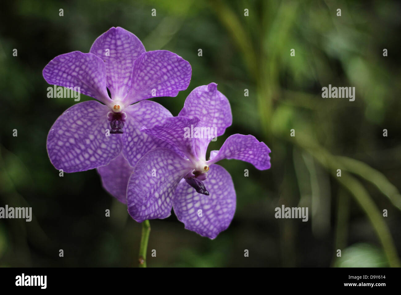 Exotic Purple Orchids Stock Photo