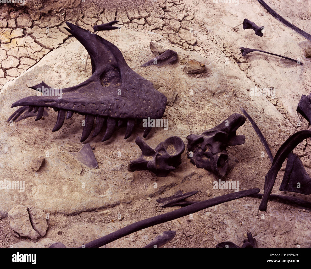 Assemblage Jurassic Morrison Formation dinosaur fossils mostly Allosaurs protected beneath Quarry Building Cleveland-Lloyd Stock Photo