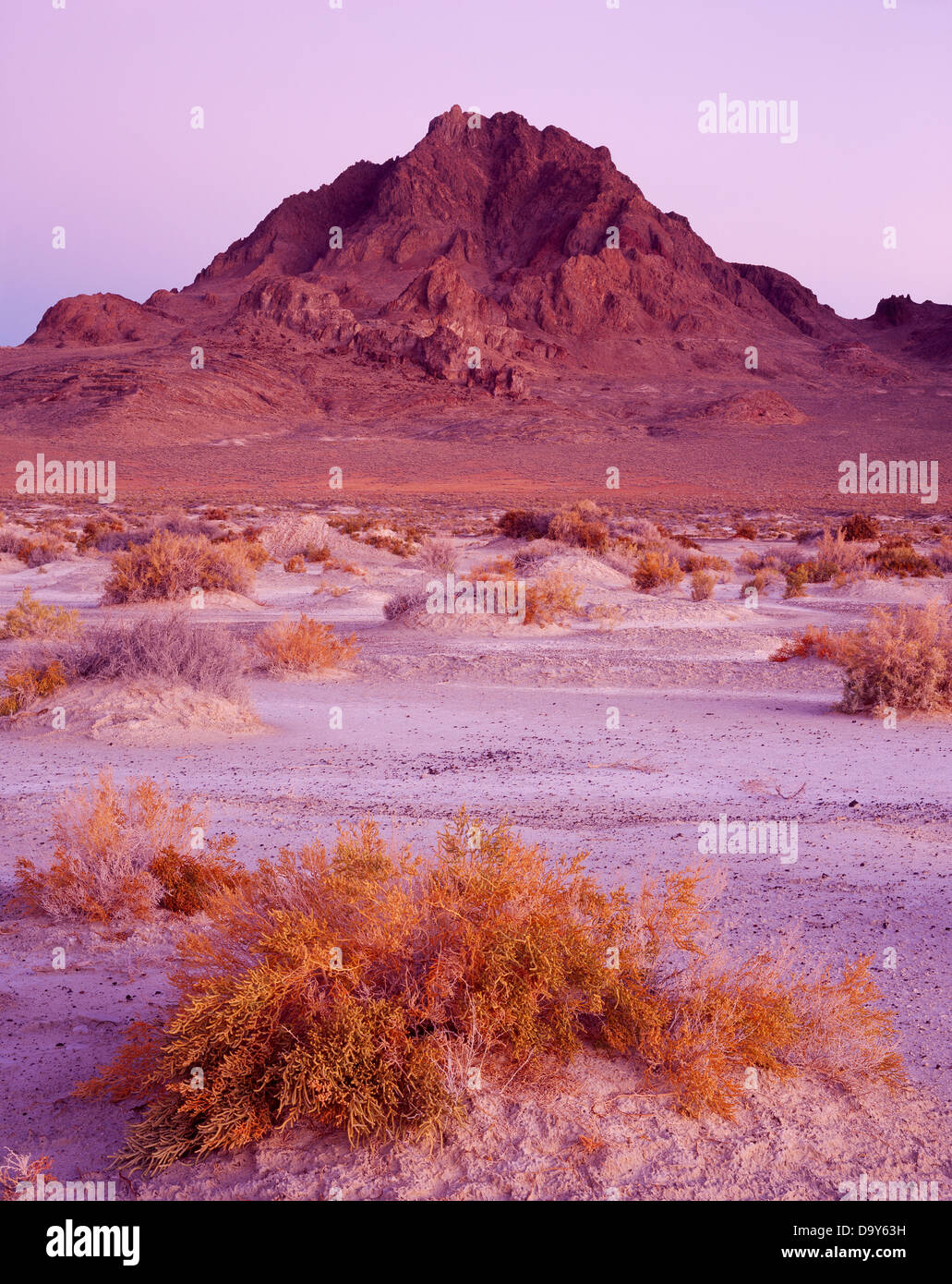 Dawn light illuminating Utah Swampfire Sarcocornia utahensis on saline playa edge Bonneville Salt Flats with Volcano Peak Stock Photo