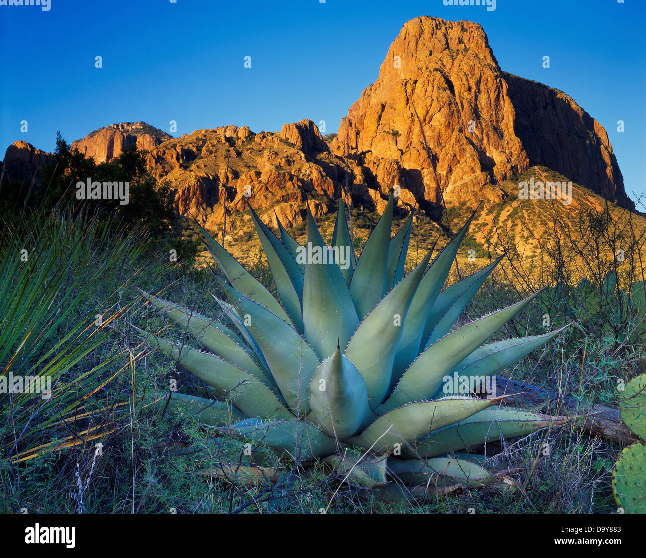 USA, Texas, Big Bend National Park, Agave or Century Plant, Agave havardiana, with Pullman Bluff of Chisos Mountains beyond Stock Photo
