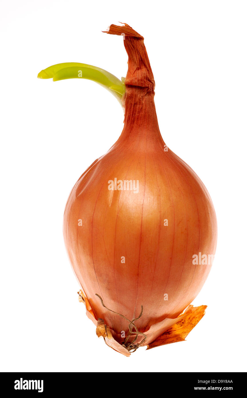 Sprouting onion Stock Photo