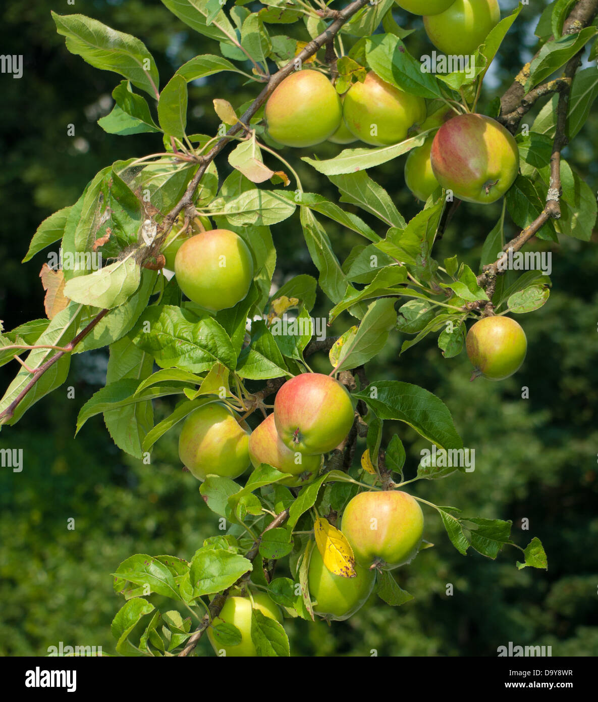 green with red apples on a tree Stock Photo - Alamy