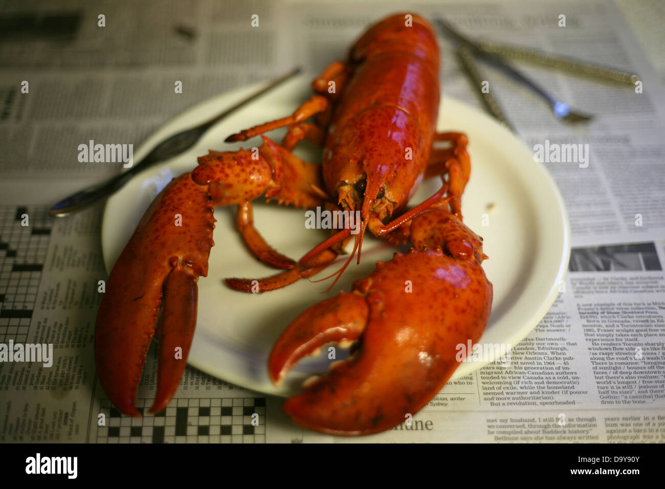 A Boiled Atlantic Canadian Lobster, Englishtown, Nova Scotia Stock