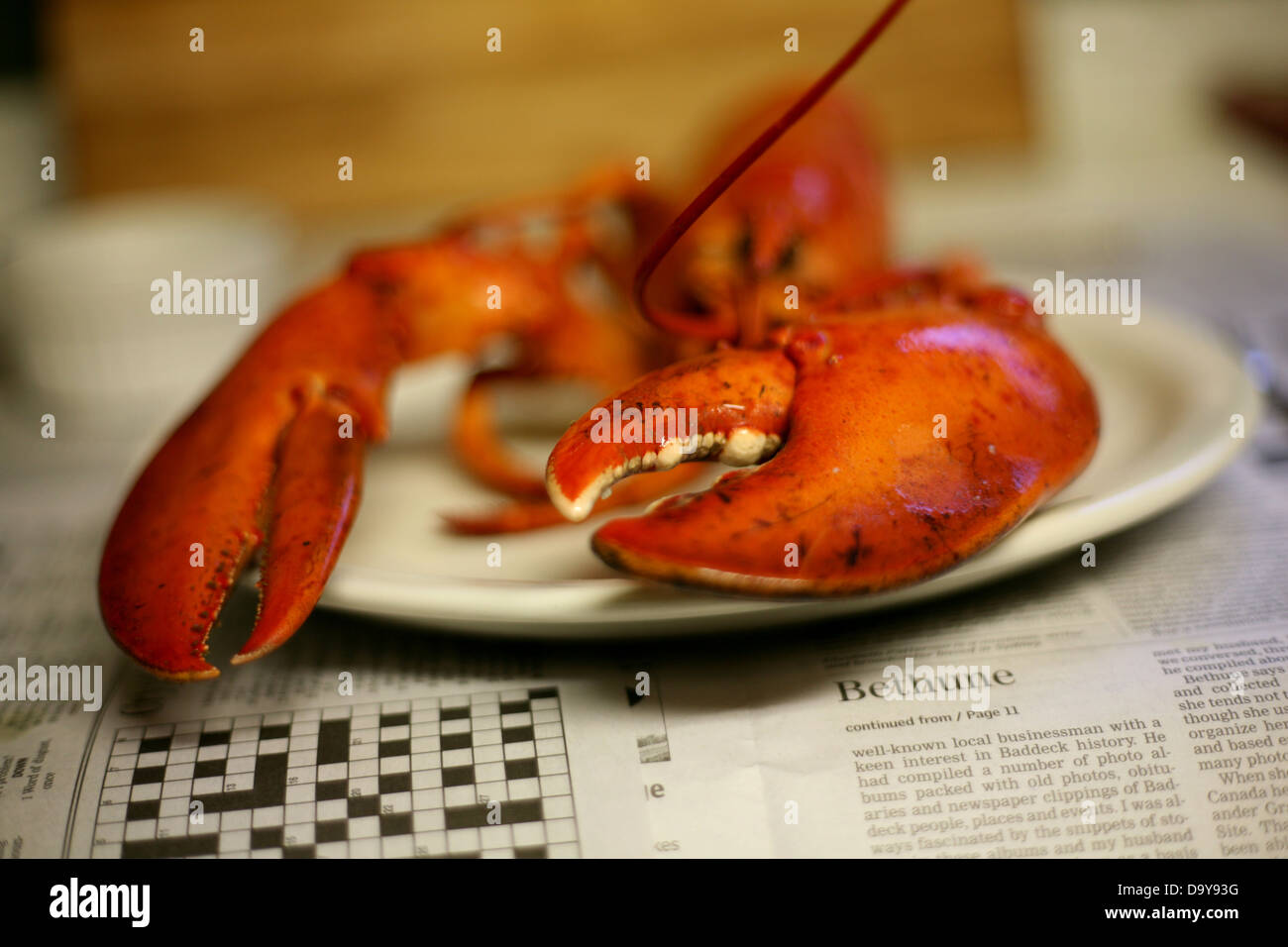 A Boiled Atlantic Canadian Lobster, Englishtown, Nova Scotia Stock