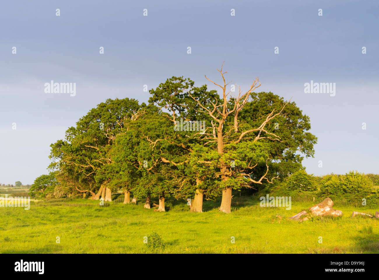 Mature Oak trees on old grazing pasture, Norfolk, England, June Stock Photo