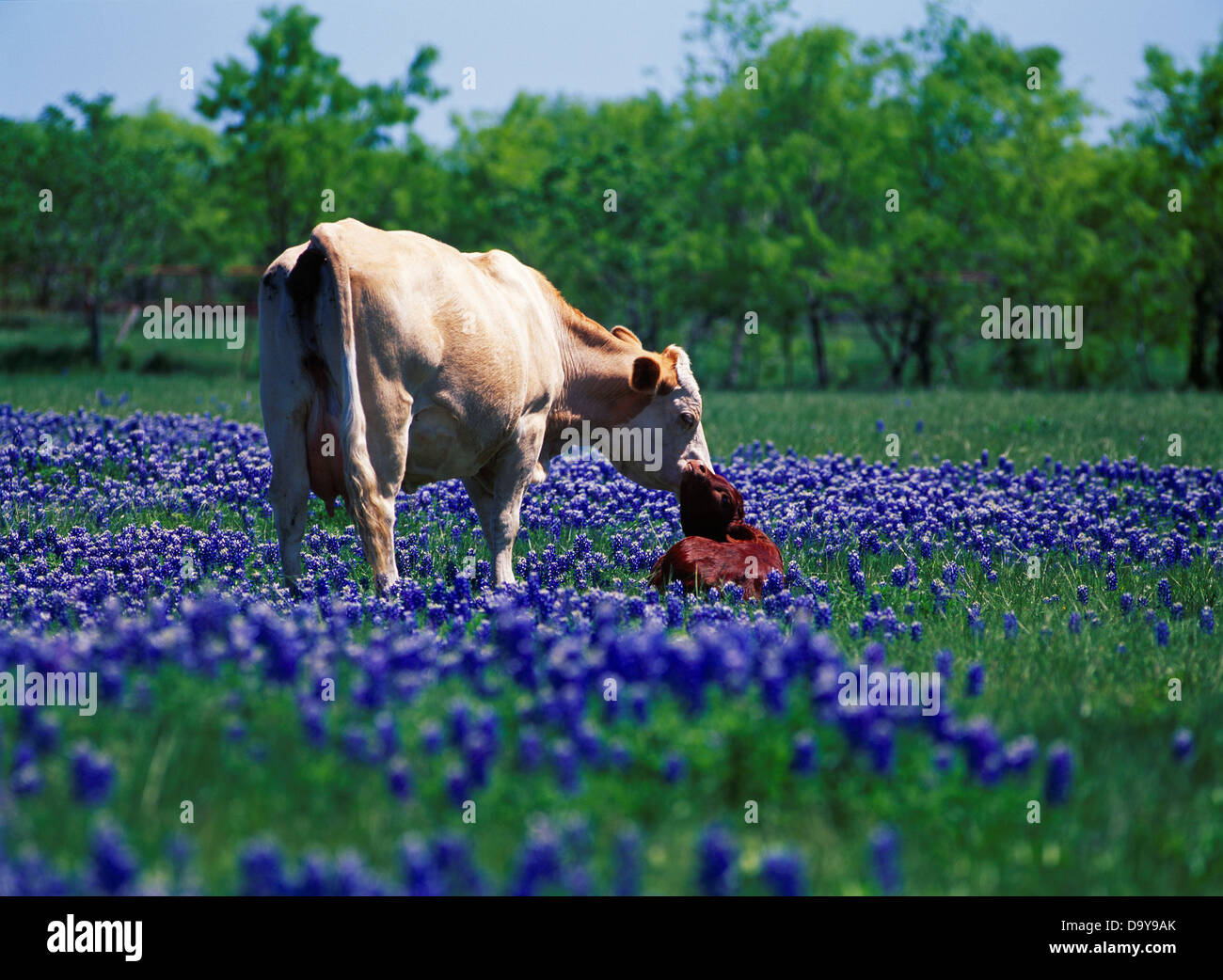USA, Texas, Ellis County, Ennis, Cow with calf in field of Texas