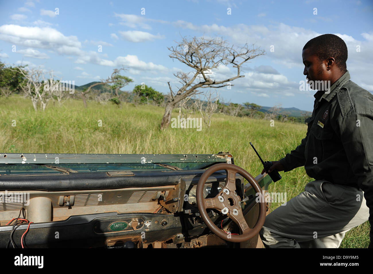 South African game reserve driver climbs into open vehicle in the bush. Stock Photo