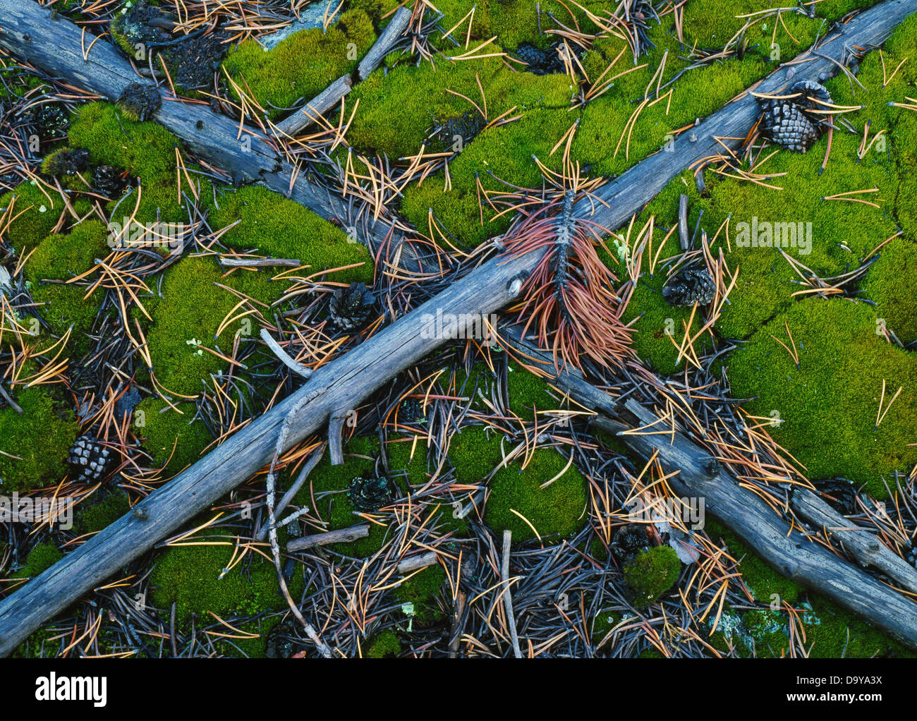 Lodgepole Pine Branches and Cones in Olympic National Fore…
