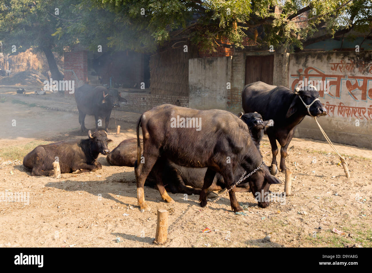Village animals india hi-res stock photography and images - Alamy Village animals india hi-res stock photography and images - Alamy