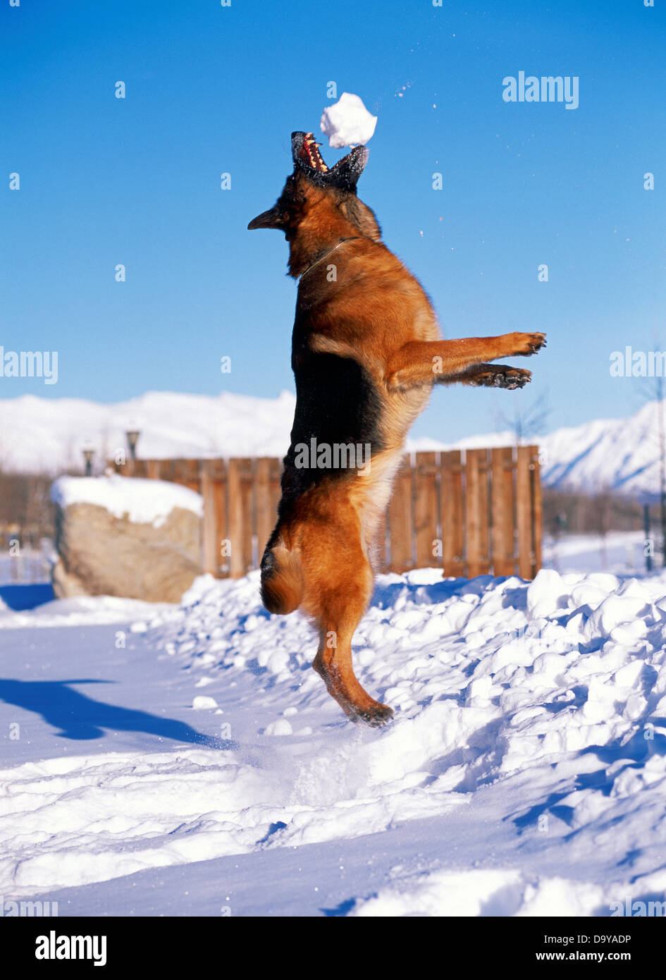 German Shepherd Dog catching snowball Stock Photo Alamy