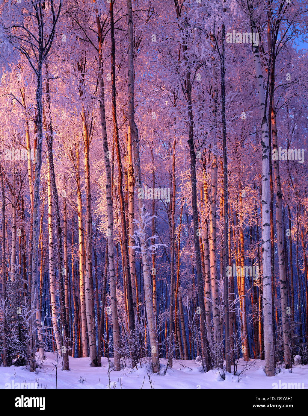 Warm light of winter illuminating frosted birch forest near Knik, Alaska. Stock Photo