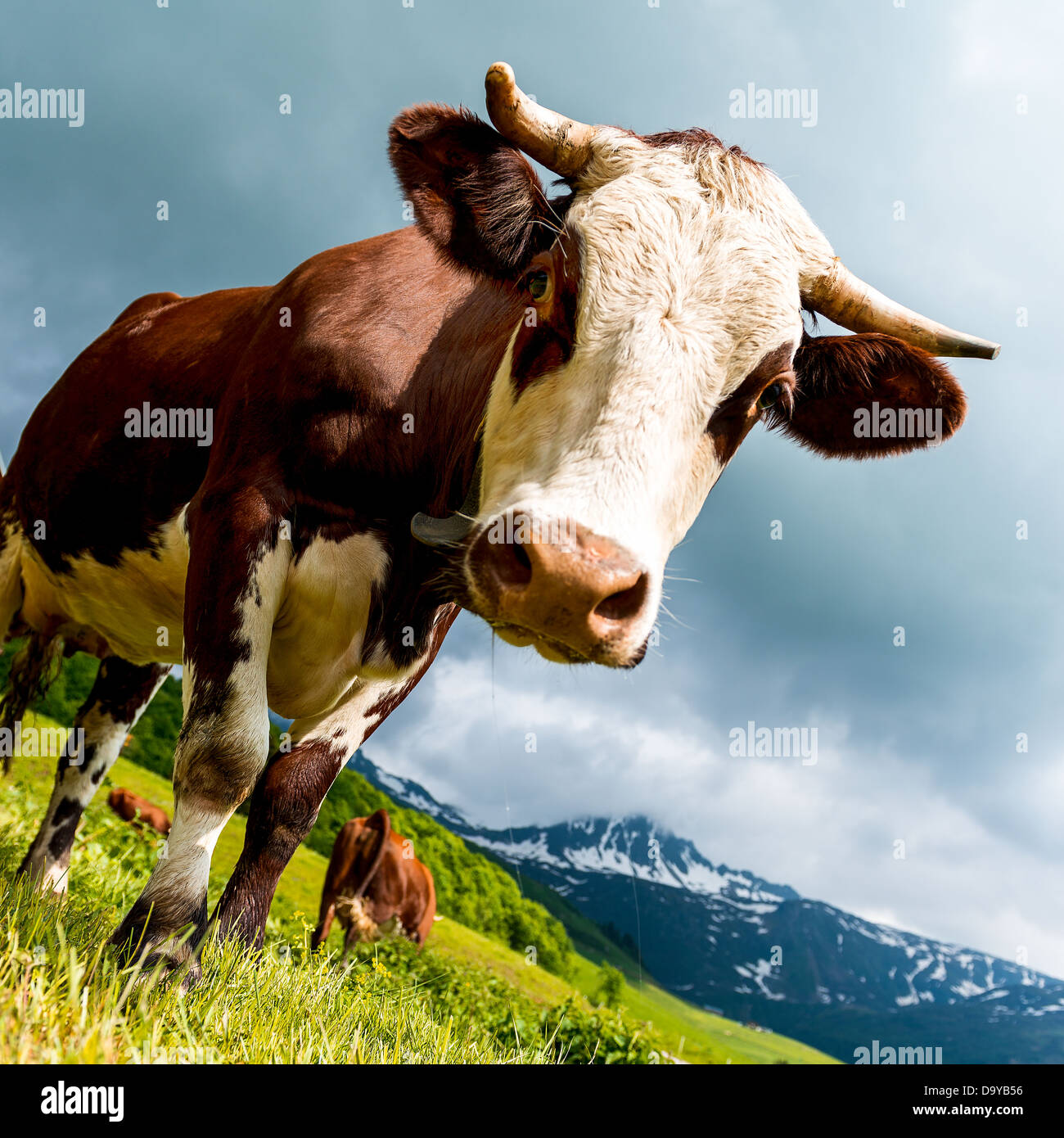 Cow, farm animal in the french alps, Abondance race cow, savy, beaufort sur Doron Stock Photo