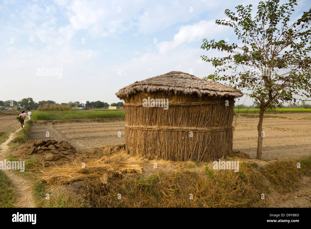 India, Uttar Pradesh, Aligarh, temporary shelter for storing cow pats Stock Photo