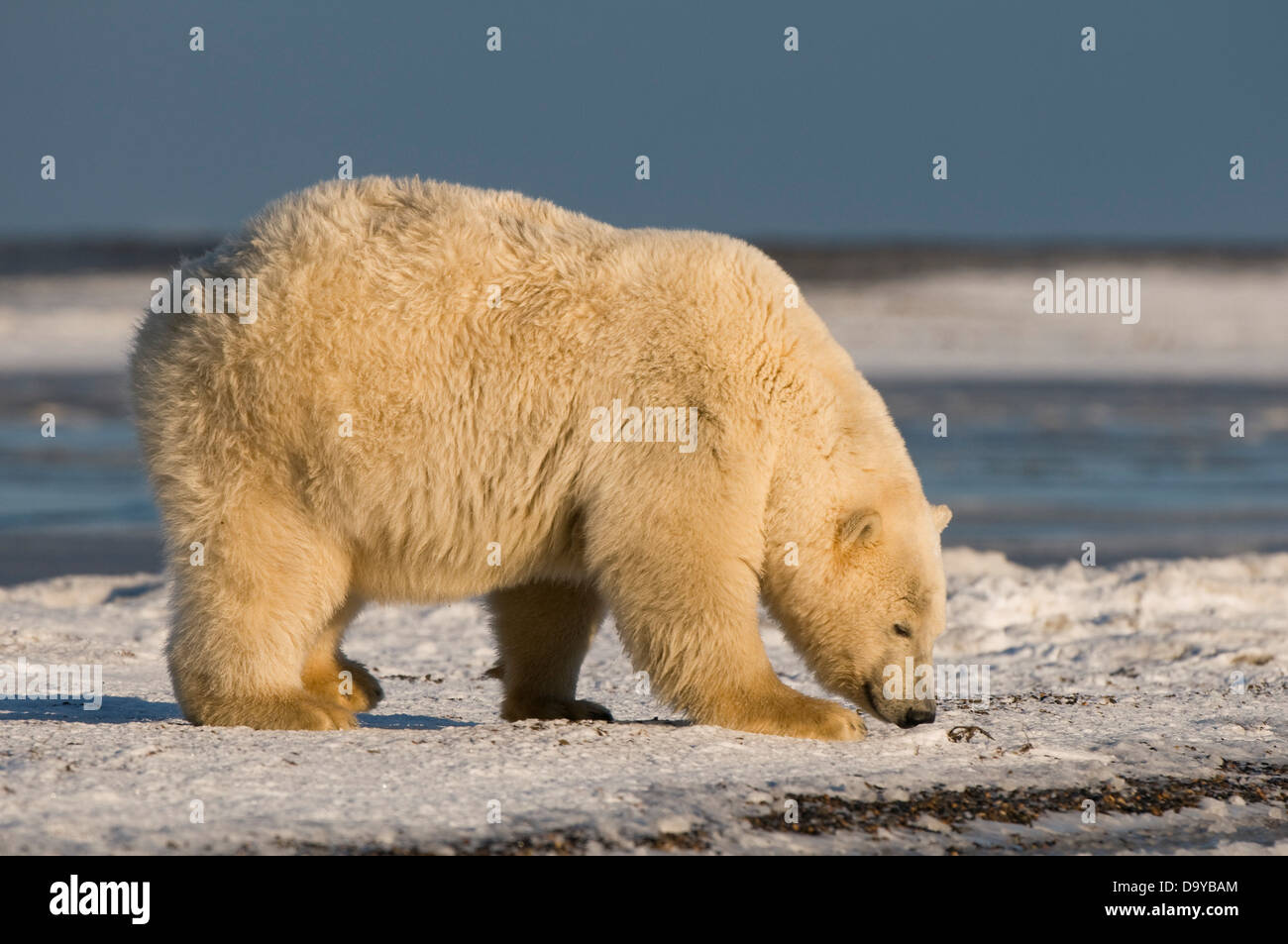 USA, Alaska, Brooks Range, Arctic National Wildlife Refuge, Polar bear (Ursus maritimus) sow walks off Bernard Spit Stock Photo