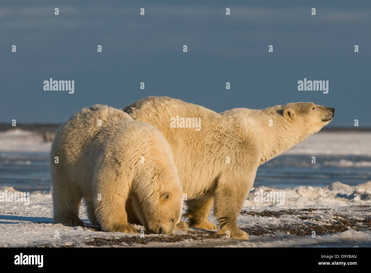USA, Alaska, Brooks Range, Arctic National Wildlife Refuge, Polar bear (Ursus maritimus) sow and cub off coast in search of food Stock Photo