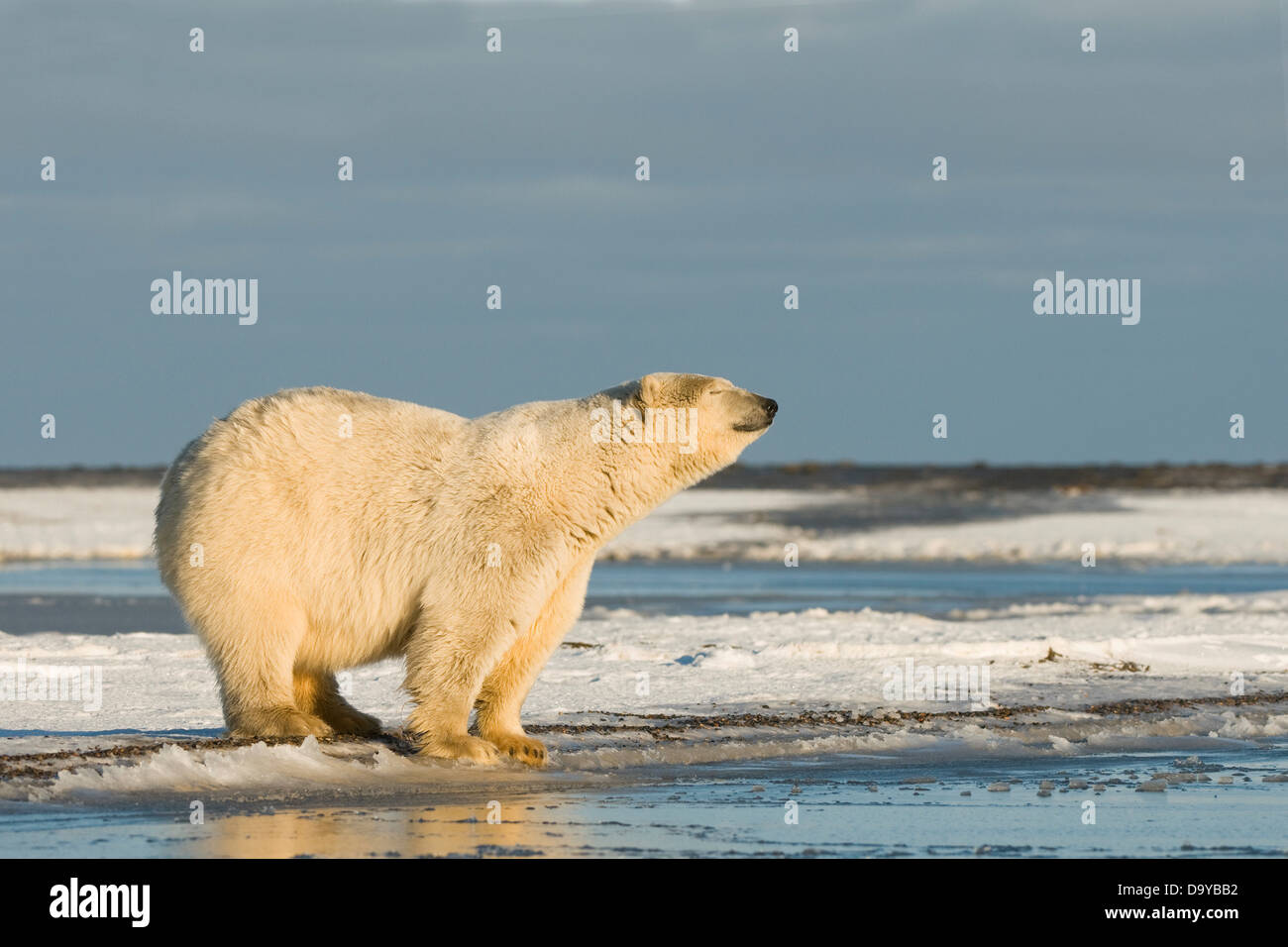 USA Alaska Brooks Range Arctic National Wildlife Refuge Polar bear Ursus maritimus sow off Bernard Spit during fall freeze up Stock Photo