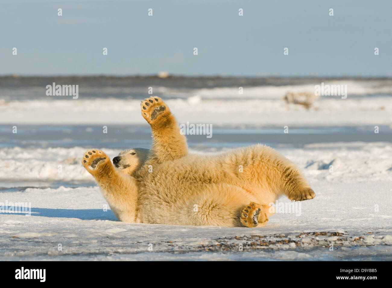 USA, Alaska, Brooks Range, Arctic National Wildlife Refuge, Polar bear (Ursus maritimus) cub rolling around off Bernard Spit Stock Photo