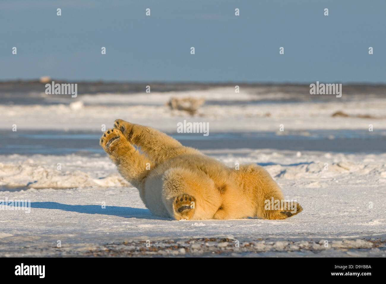 USA, Alaska, Brooks Range, Arctic National Wildlife Refuge, Polar bear (Ursus maritimus) cub rolling around off Bernard Spit Stock Photo