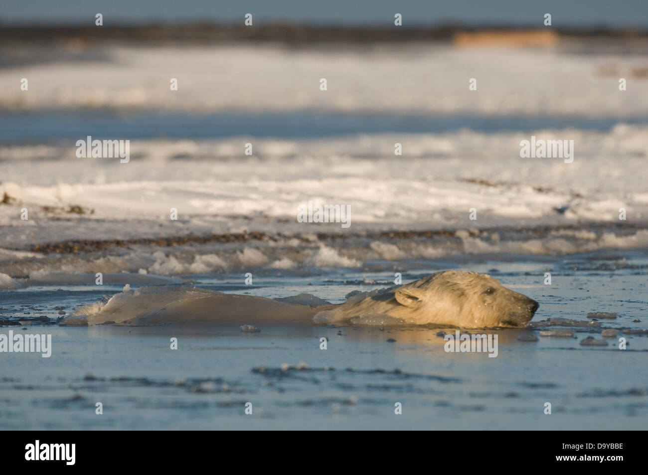 USA Alaska Brooks Range Arctic National Wildlife Refuge Polar bear Ursus maritimus young bear swimming in slushy icy water Stock Photo