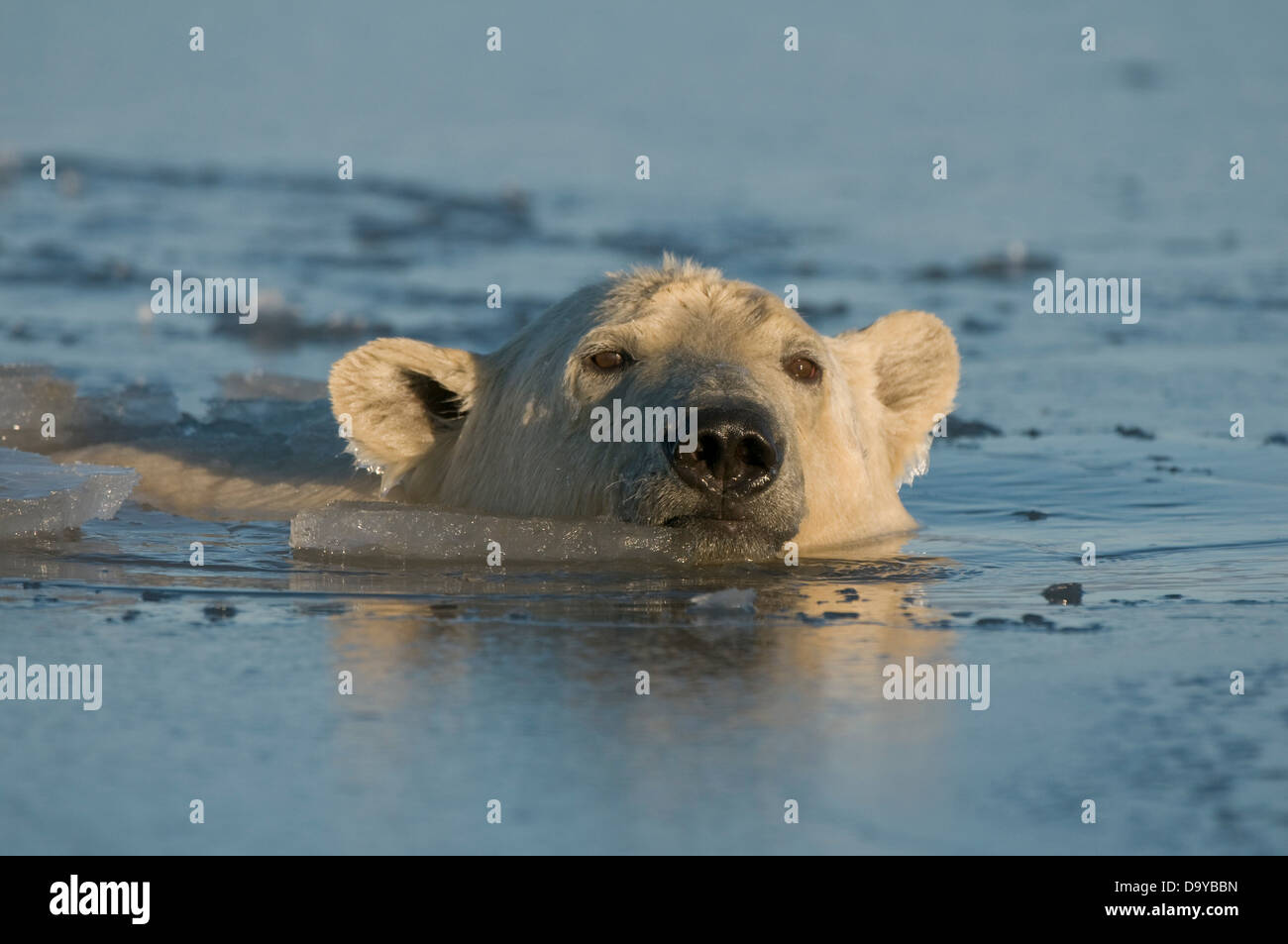 USA Alaska Brooks Range Arctic National Wildlife Refuge Polar bear Ursus maritimus young bear in slushy icy water during fall Stock Photo