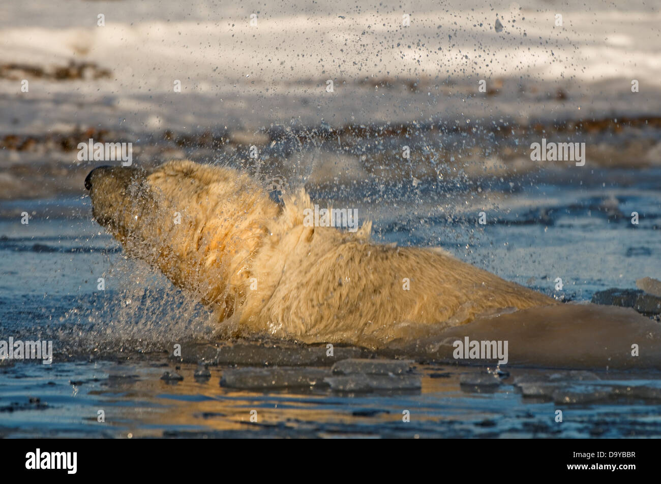 USA Alaska Brooks Range Arctic National Wildlife Refuge Polar bear Ursus maritimus young shaking water off its head during fall Stock Photo