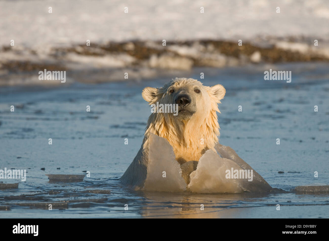 USA Alaska Brooks Range Arctic National Wildlife Refuge Polar bear Ursus maritimus young shaking water off its head during fall Stock Photo