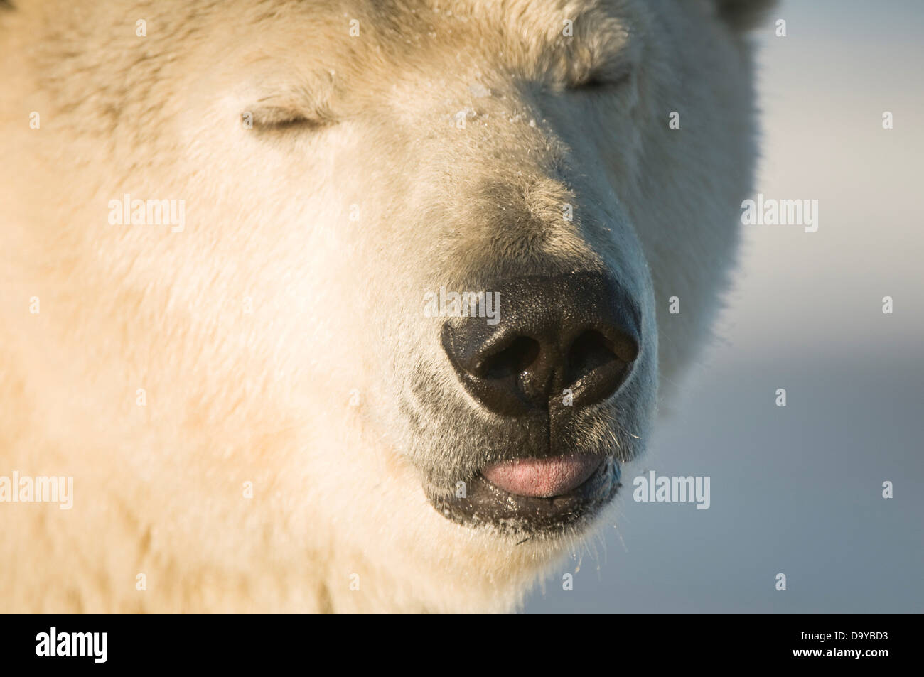 USA, Alaska, Brooks Range, Arctic National Wildlife Refuge, Close up of Polar bear (Ursus maritimus) sow's face Stock Photo