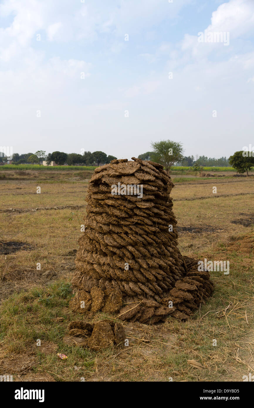 Drying cow dung in india hi-res stock photography and images - Alamy