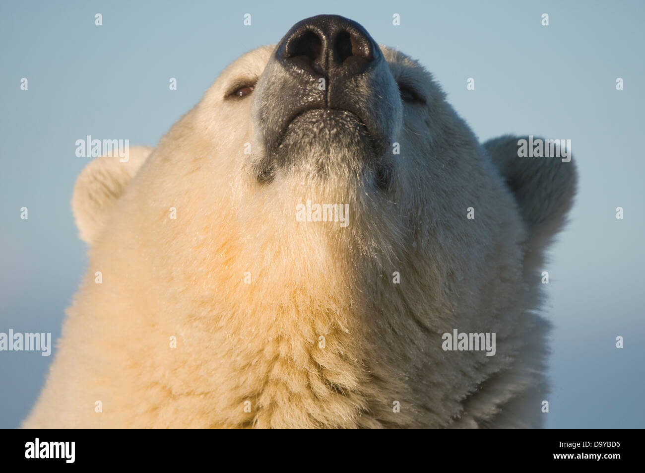 USA, Alaska, Brooks Range, Arctic National Wildlife Refuge, Close up of Polar bear (Ursus maritimus) sow's face Stock Photo