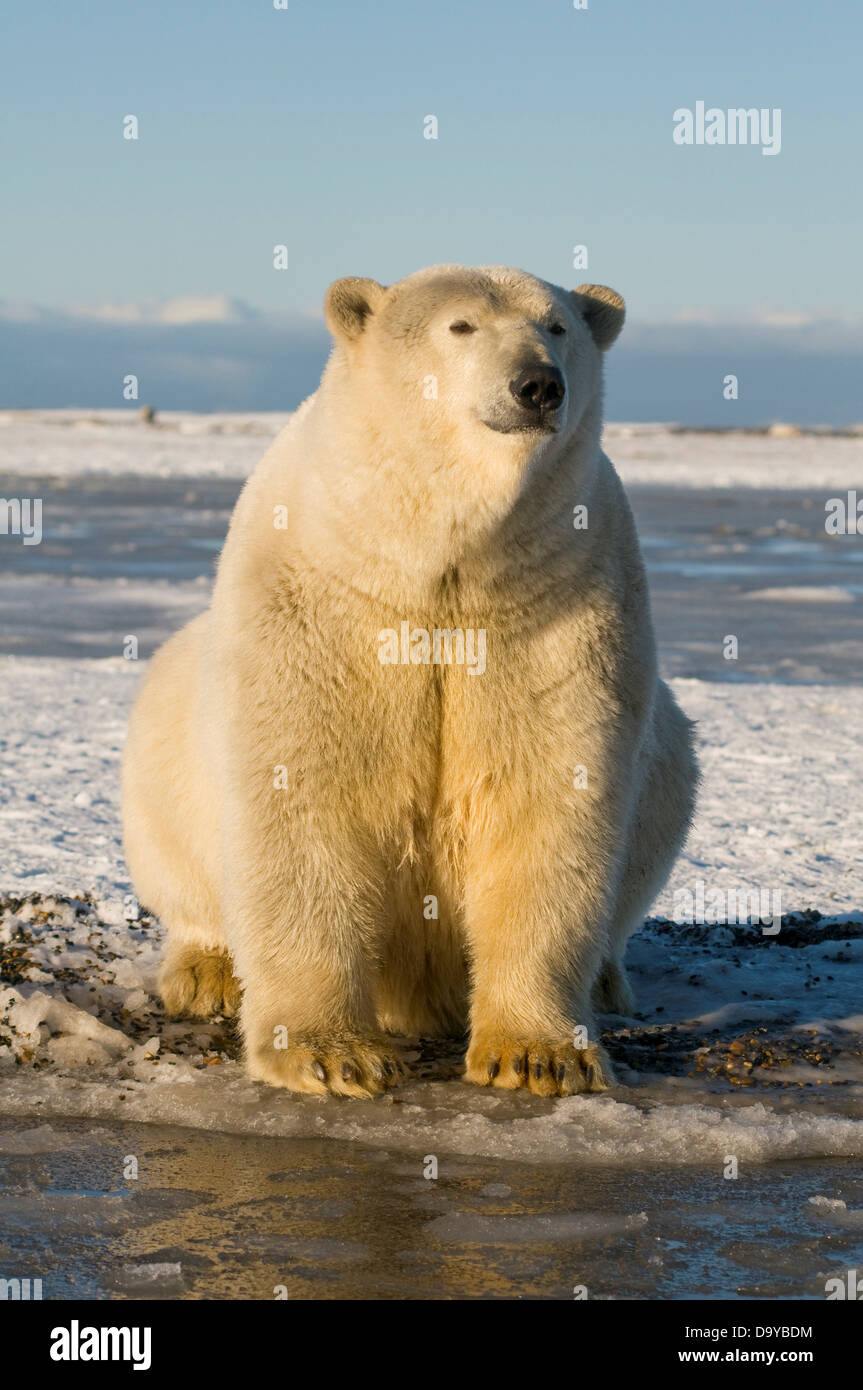 USA, Alaska, Brooks Range, Polar bear (Ursus maritimus) portrait Stock Photo