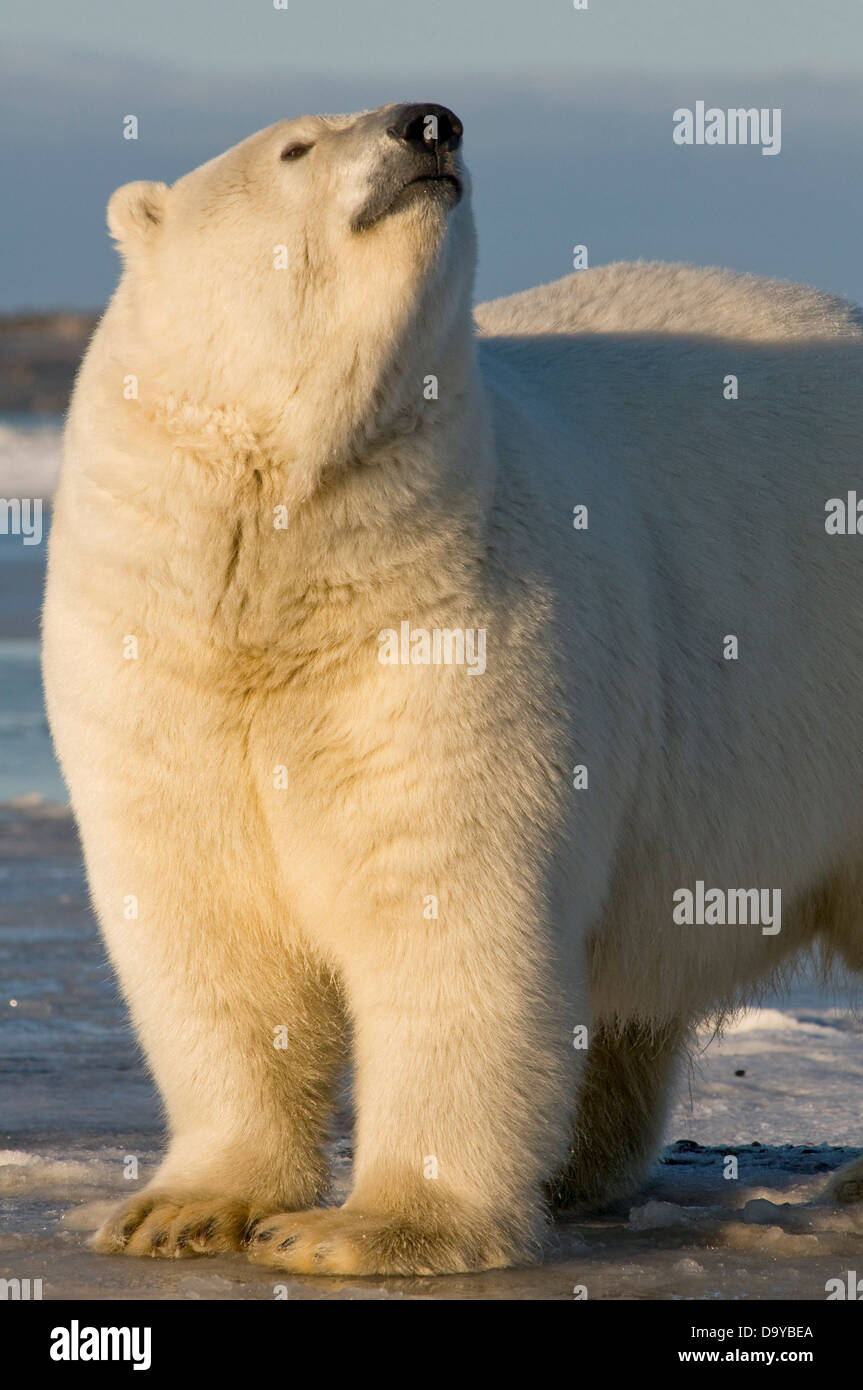USA, Alaska, Brooks Range, Bernard Spit, Polar bear (Ursus maritimus) sow Stock Photo