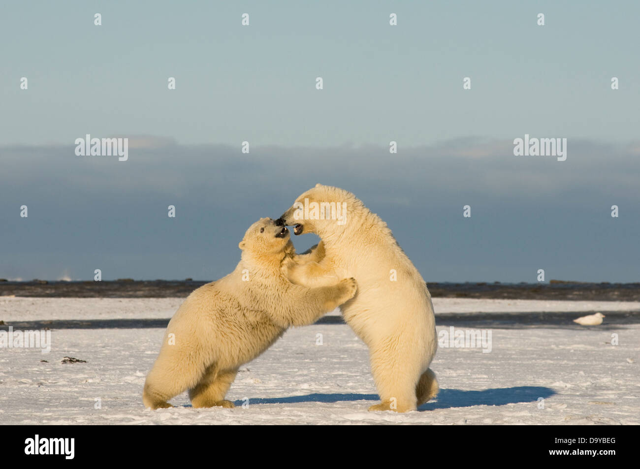 USA, Alaska, Brooks Range, Bernard Spit, Polar bear (Ursus maritimus) pair of subadults engaging in play Stock Photo