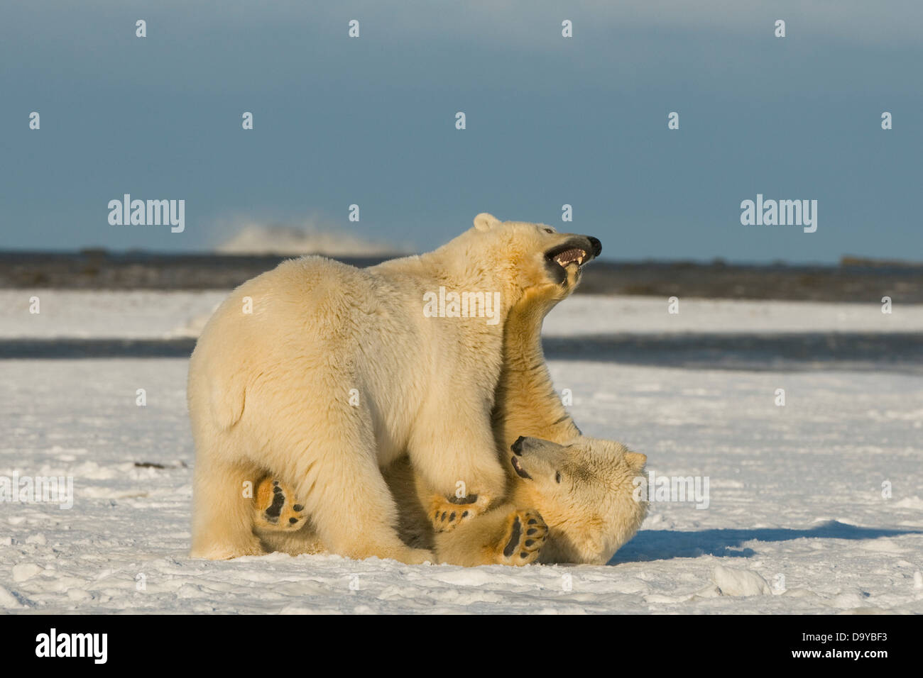 USA, Alaska, Brooks Range, Bernard Spit, Polar bear (Ursus maritimus) pair of subadults engaging in play Stock Photo
