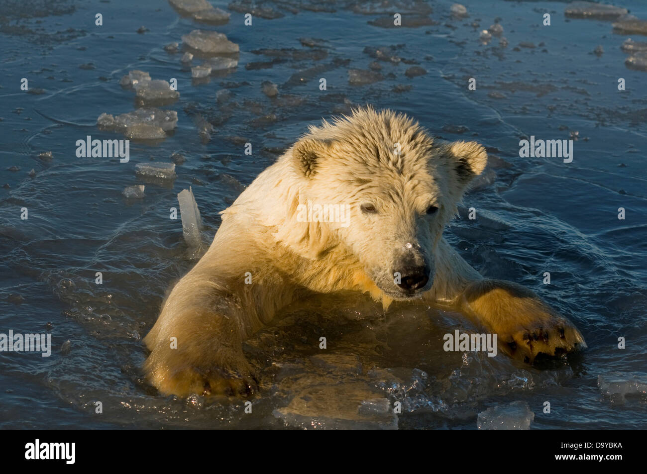 USA, Alaska, Brooks Range, Polar bear (Ursus maritimus) yearling swimming in slushy icy water during fall freeze up Stock Photo